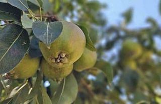 Emekli madenci Bursa’da kurduğu armut bahçesinden...