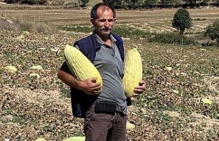 Emet’tin Göncek Kavunu organik tarım bünyesine...