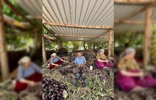 Erdek Kapıdağ mor soğanında yeni dönem başladı