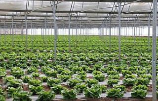 Erzincan ‘Sera Üssü’ olma yolunda ilerliyor