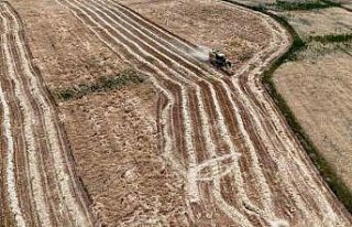 Erzincan’da hasat başladı, çiftçinin yüzü...