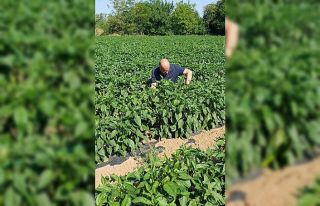 Erzincan’da kapya biber ekilişleri kontrol edildi