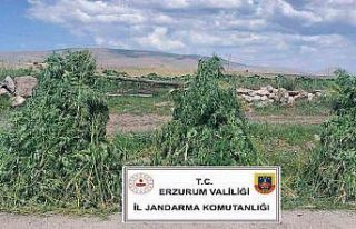 Erzurum’da 401 bin 676 kök kenevir imha edildi