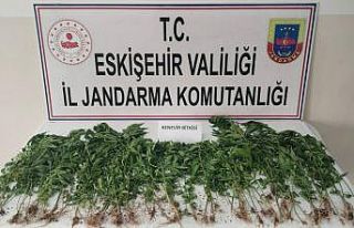 Eskişehir’de kamu arazisine kenevir eken şahıs...