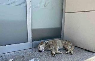 Eskişehir’deki sıcaklar köpekleri de etkiledi