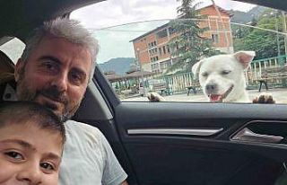 Esnafın peşinden ayrılmayan pitbull görünümlü...