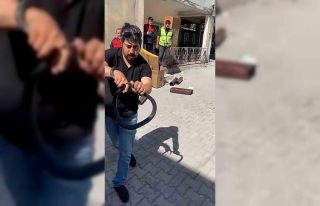 Eve giren yılanı yakalamak isterken parmağını...