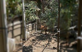 Evin bahçesine giren vaşak paniğe yol açtı