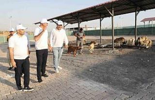 Eyyübiye, sokak hayvanları sorununu çözdü