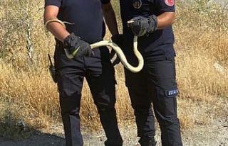 Fabrikada yılan paniği