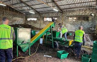 Filistin’de zeytin atıkları, pelet yakıta dönüşüyor