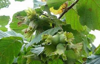 Fındıkta ‘erken hasat yapılmaması’ uyarısı