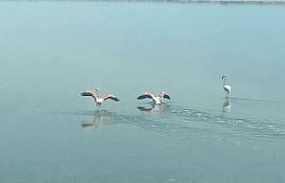 Flamingoların zorlu göçü tamamlandı