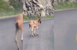 Giresun’da yaban keçisi görüntülendi