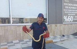 Gönen’de aracın motor bölümünden çıkan yılan...