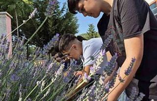 Gönüllü gençler Lavanta hasadında buluştu