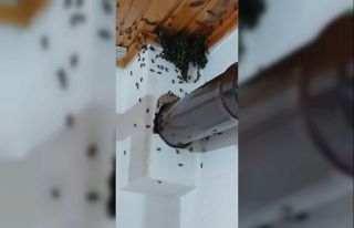 Gümüşhane’de arılar köy evini basıp yuva yaptı