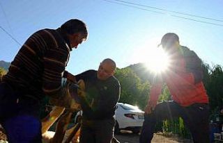 Gümüşhane’de hayvancıların yaz mesaisi başladı