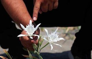 Güzelliğiyle büyülüyor, koparması cüzdanı...