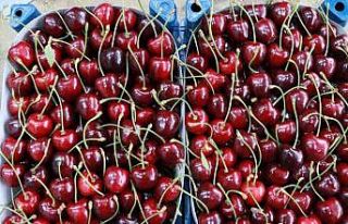 Hadim kirazında zirai don ihracatı durdurdu