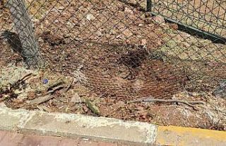 Harran Üniversitesinde başıboş köpekler koruma...