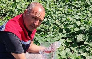 Hasat öncesi salatalık pestisit kontrolü yapıldı