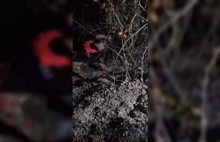 Hatay’da çıkan orman yangını kısa sürede kontrol...