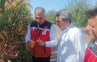 Hatay’da mısır tarlaları incelendi