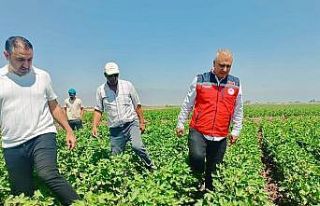 Hatay’da pamuk tarlaları incelendi