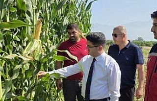 Hatay’da silajlık mısır hasadı başladı