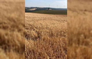 Hayrabolu’da dolu yağışı tarım arazilerine...