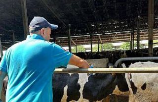 Hayrabolu’da şap hastalığına karşı aşılama...