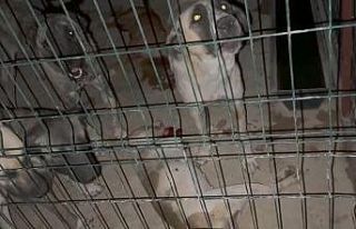 Hayvan barınağında tepki çeken görüntü