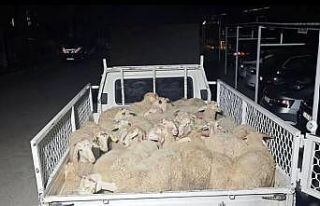 Hayvan pazarlığı hırsızlığa dönüştü, şahıslar...