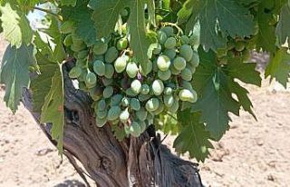 Horoz karası üzümünde kara yıl