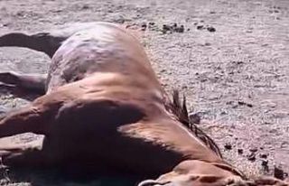 Husumetlisinin atını tabancayla vurdu