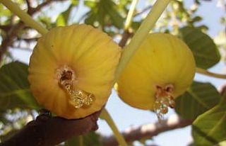 İncirde hasat ve ihracat tarihi belli oldu