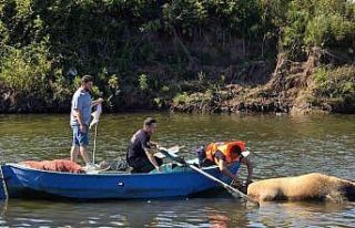 Irmağa düşen büyükbaş hayvan telef oldu