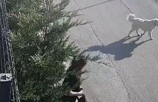 İşe giderken sokak köpekleri saldırdı, genç...
