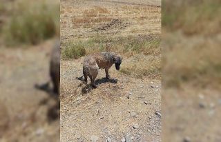 İtfaiye ekipleri kanala düşen köpeği kurtardı