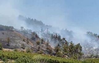 İznik’te orman yangını kontrol altına alındı