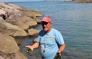 Japonların peşine düştüğü şifalı yosun Giresun’da