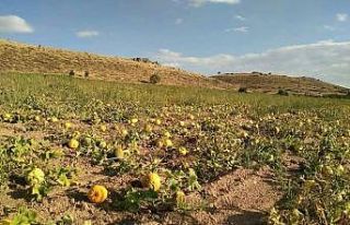 Kabak üreticileri, yağış olmadığı için dertli