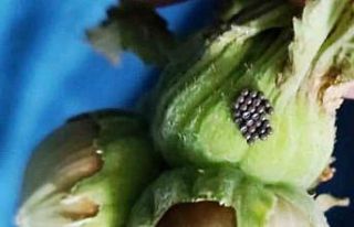 Kahverengi kokarcada ‘cezbet-öldür’ dönemi