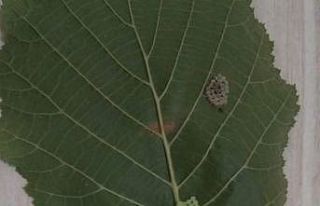 Kahverengi korkarca zararlısı ergenleri görülmeye...