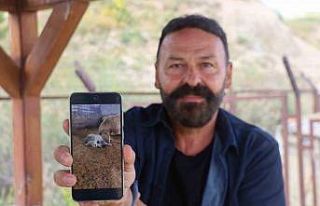 Kangal’ın koyun ve kuzu ile olan yakınlığı...