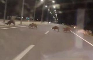 Kara yoluna çıkan yaban domuzları sürücülerin...