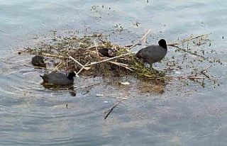 Karabatak su üzerine çalı ve ot taşıyarak yuva...