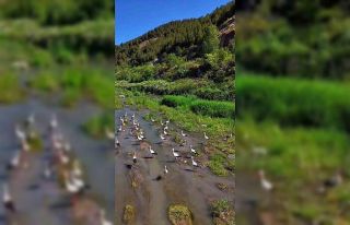 Karabük’te leylekler ve pelikan dronla görüntülendi