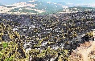 Karabük’te orman yangınının ardından yürek...